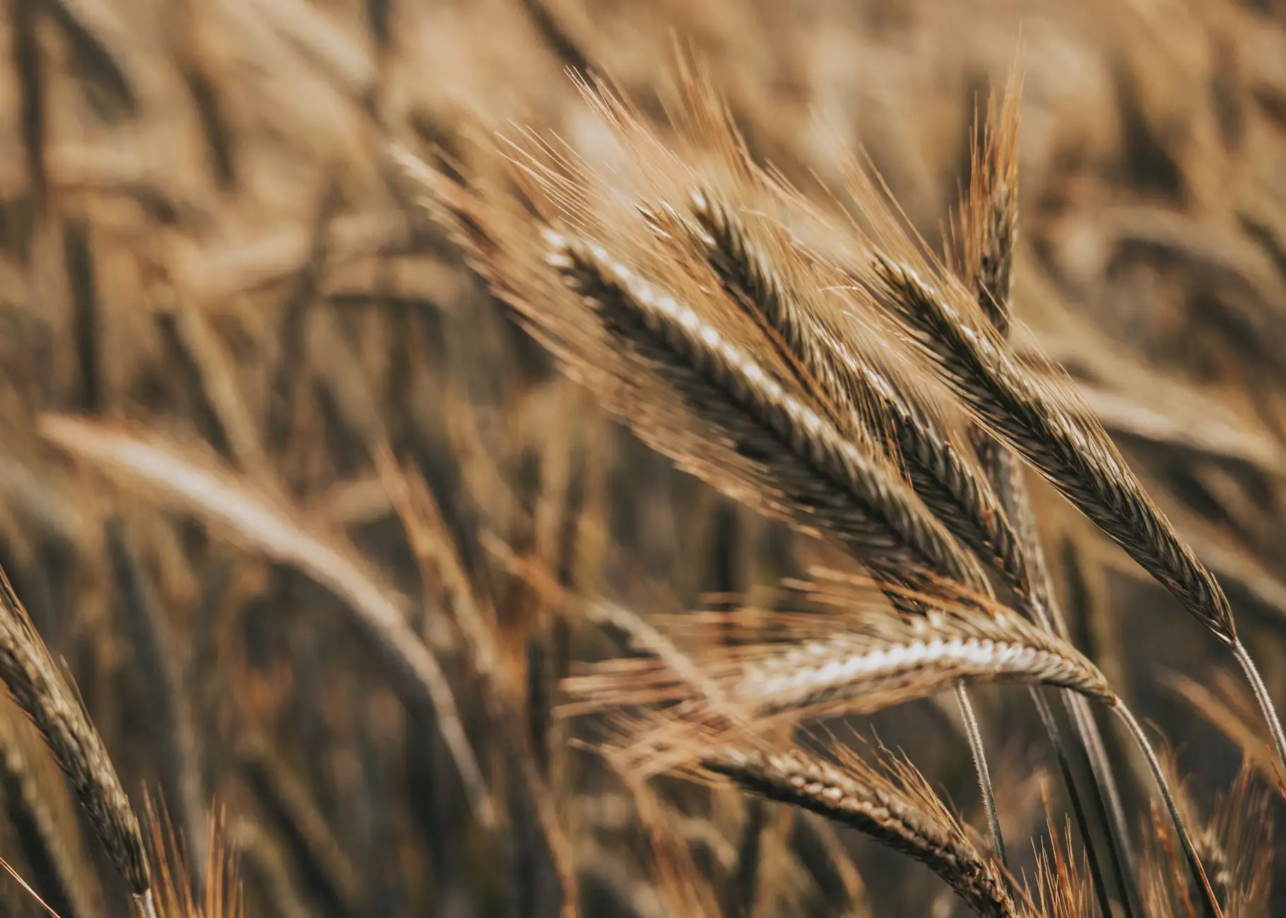 办公桌椅与文件柜的人体工学设计在高效办公环境中的应用